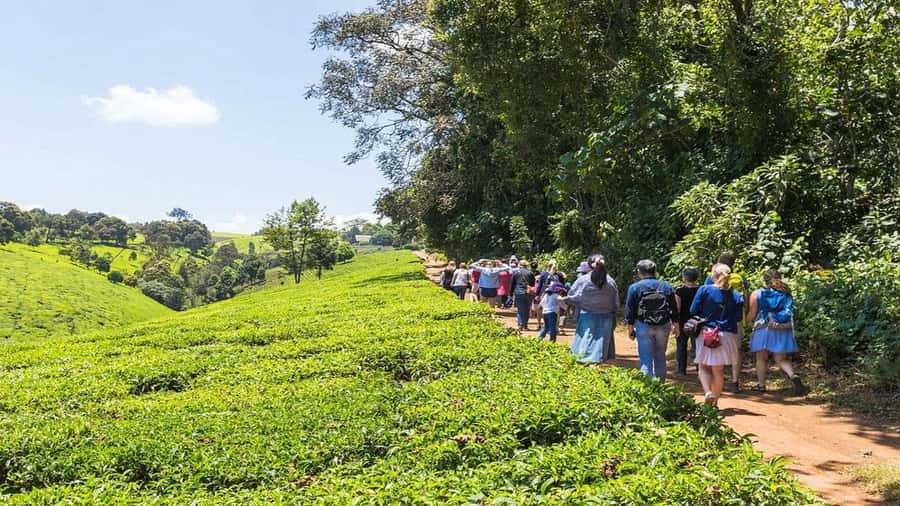 Tea Farm Tour From Nairobi (Kiambethu). - Indigenous forest walk with Colobus monkeys and medicinal plant stories