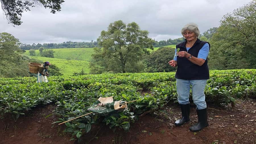 Tea Farm Tour From Nairobi (Kiambethu). - Price and value: how $50 makes sense, and what to budget extra