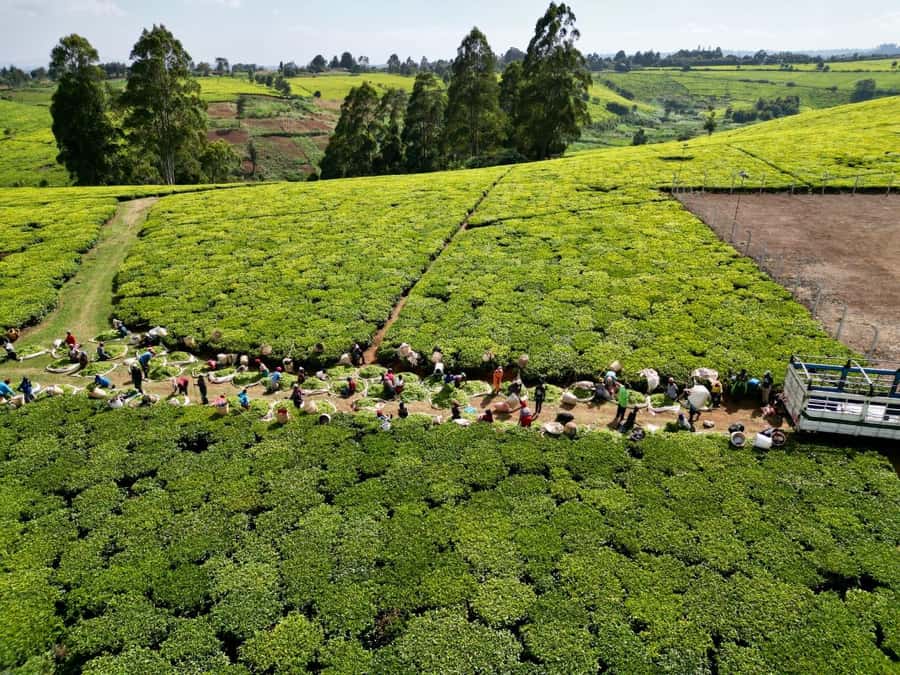 Tea Farm Tour From Nairobi (Kiambethu). - Should you book the Kiambethu Tea Farm day trip from Nairobi?