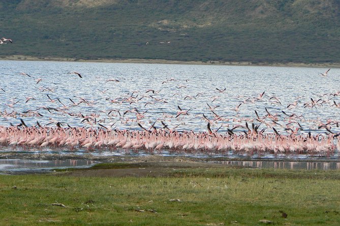 The Great Rift Valley Tour - L Bogoria, L Nakuru, L Naivasha and Hellsgate NP - Hellsgate National Park and the Mt Longonot finish