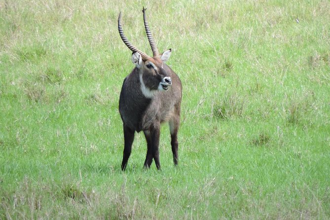 Thrilling 6 Days Amboseli-Lake Nakuru-Maasai Mara Budget Safari - The value in this Kenya budget route