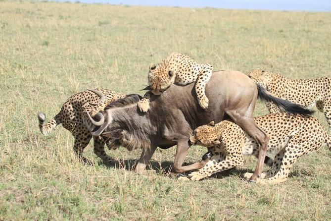 Thrilling 6 Days Amboseli-Lake Nakuru-Maasai Mara Budget Safari - Day 2 in Amboseli: Kilimanjaro views and multiple habitats