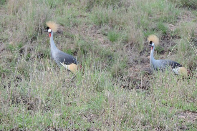 Thrilling 6 Days Amboseli-Lake Nakuru-Maasai Mara Budget Safari - The ride to Lake Nakuru, then rhinos and flamingos