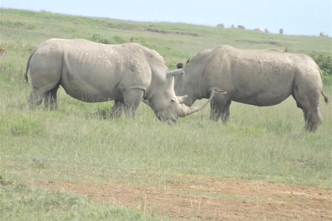 Thrilling 6 Days Amboseli-Lake Nakuru-Maasai Mara Budget Safari - Masai Mara Day 4: first entry and classic predator country