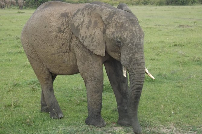 Thrilling 6 Days Amboseli-Lake Nakuru-Maasai Mara Budget Safari - Day 5: the big Mara day, picnic lunch, and optional balloon safari