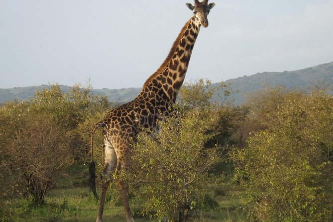 Thrilling 6 Days Amboseli-Lake Nakuru-Maasai Mara Budget Safari - Where you’ll sleep: camp setups that are more solid than you expect