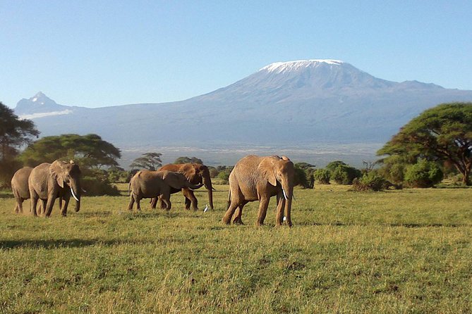 Thrilling 6 Days Amboseli-Lake Nakuru-Maasai Mara Budget Safari - Starting in Nairobi, then going straight to Amboseli