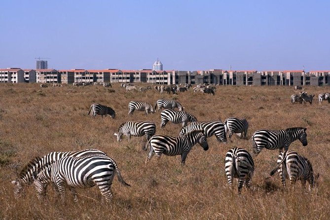 Tour: Giraffe Center and Nairobi National Park - Lunch time: what to expect and how to plan