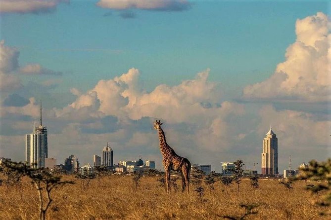 Tour: Giraffe Center and Nairobi National Park - Guides make or break the day