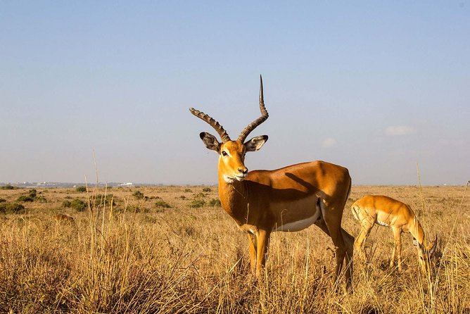 Tour: Giraffe Center and Nairobi National Park - Transport and comfort: a real safari van, not a small car