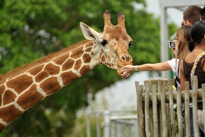 Tour Giraffe Center,Karen blixen and lunch carnivore restaurant - Key things to know before you go