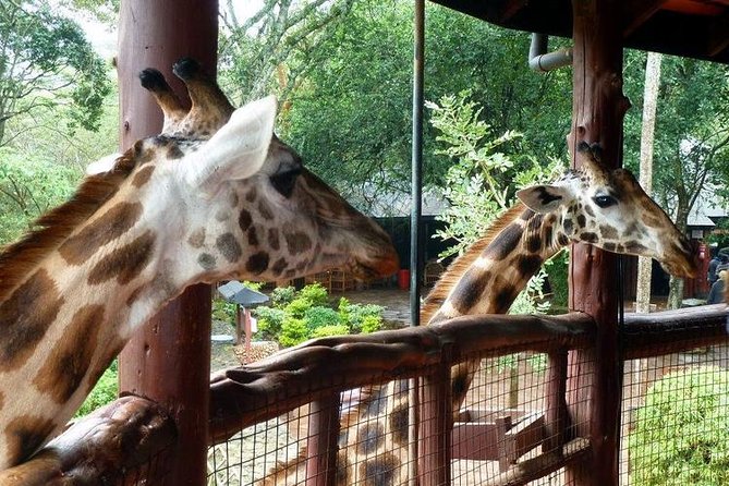 Tour Giraffe Center,Karen blixen and lunch carnivore restaurant - Price and value: what $183.57 really covers in Nairobi