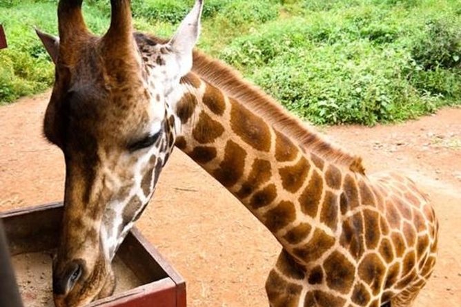 Tour Giraffe Center,Karen blixen and lunch carnivore restaurant - Giraffe Centre: the endangered giraffe story and up-close viewing