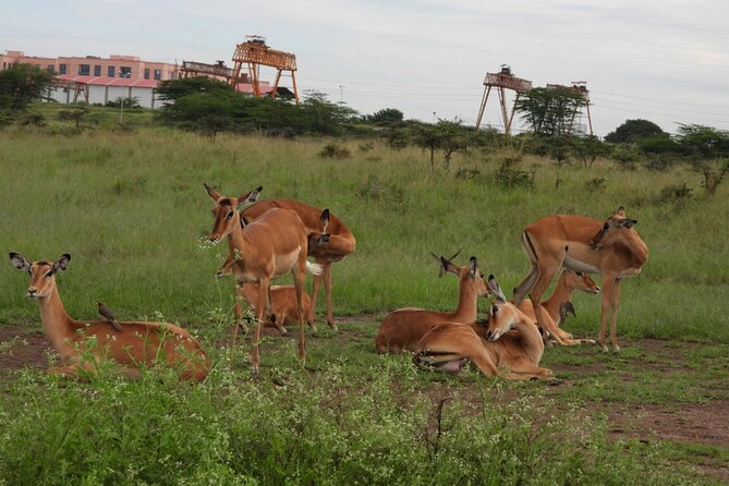 Tour Safari; Nairobi National Park - Nairobi National Park close to Nairobi: the rare city-and-wild combo
