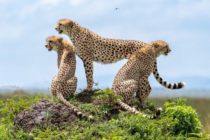 Tour Safari; Nairobi National Park - What wildlife you should target on Nairobi National Park’s open plains