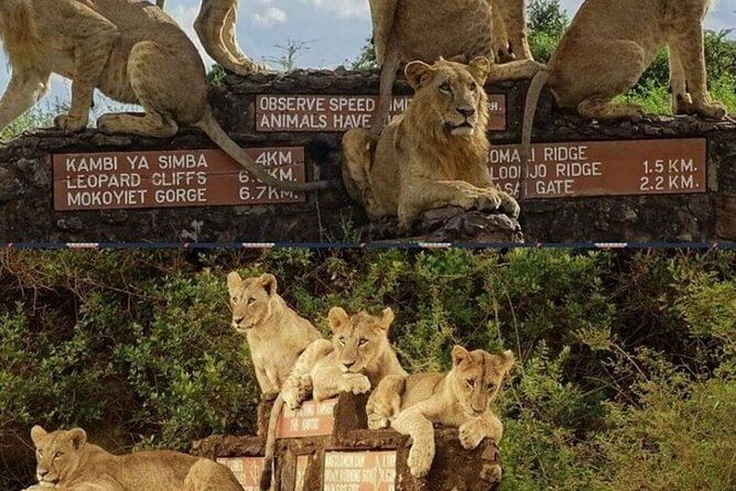 Tour Safari; Nairobi National Park - Big cats and better spotting: why Moses-style guidance changes the day
