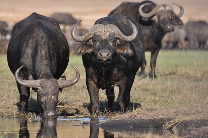 Tour Safari; Nairobi National Park - Kazuri (or Kobe) Beads Factory: culture stop that supports real people