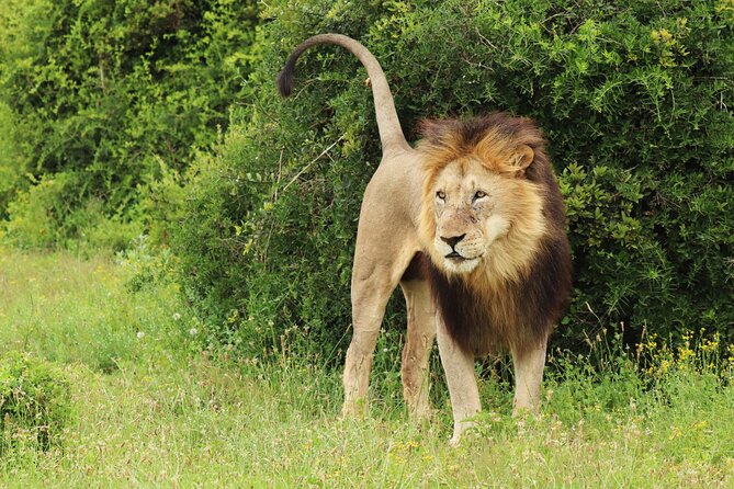 Tour Safari; Nairobi National Park - The ride experience: open roof views, comfort, and what to bring