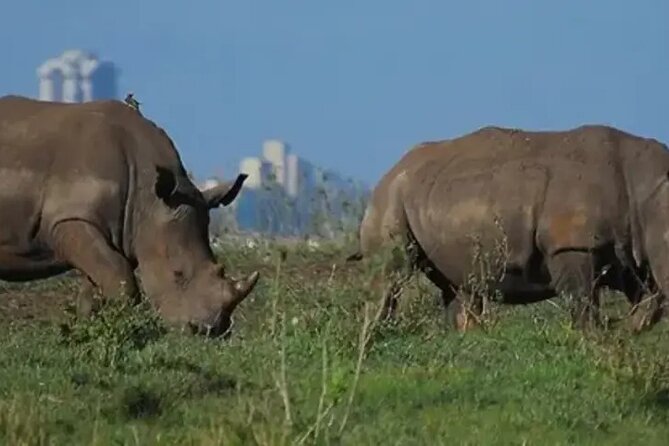 Tour Safari; Nairobi National Park - Your morning schedule: pickup from 6:00 am and game viewing until 11:00