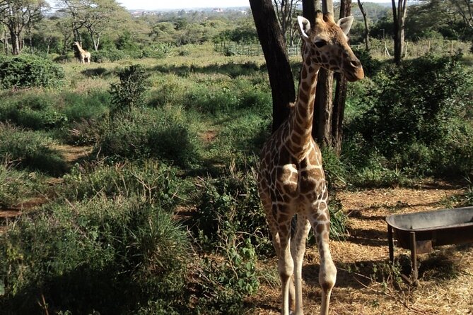 Tour to Giraffe Center from Nairobi - At the Giraffe Centre: Daisy Rothschild and conservation you can actually grasp