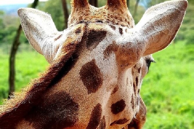 Tour to Giraffe Center from Nairobi - The Gogo River nature trail: the calmer giraffe hour