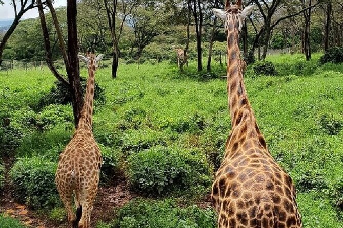 Tour to Giraffe Center from Nairobi - Crowds, communication, and the one thing you should manage yourself