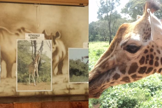 Tour to Giraffe Center from Nairobi - Who this tour fits best, and who may want a different day plan