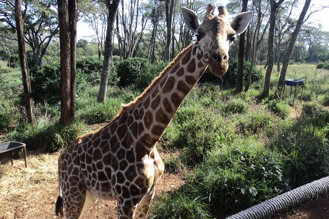 Tour to Giraffe Center from Nairobi - Tips to make your giraffe time better