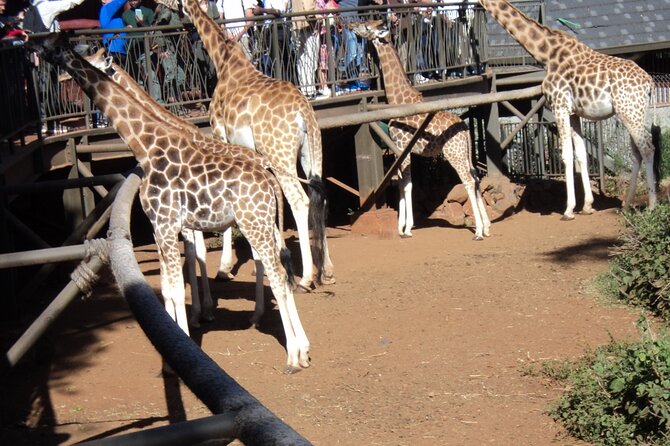 Tour to Giraffe Center from Nairobi - Getting There from Nairobi: Pickup, Timing, and the Private Ride