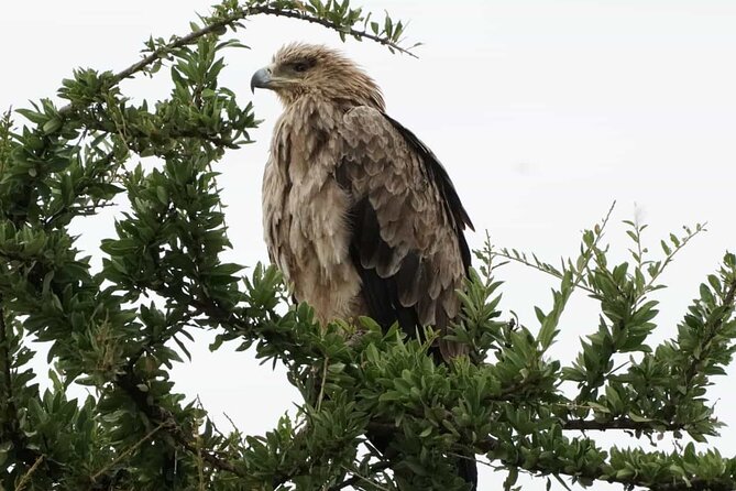 Tour to Hells Gate National park & L Naivasha boat ride - The boat ride value: 1 hour of close-up wildlife