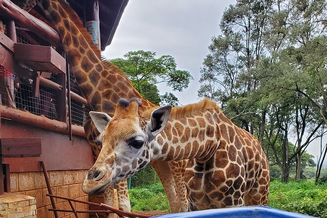Tour to the Nairobi Giraffe Centre & Optional Elephant Orphanage - Entering the Nairobi Giraffe Centre: Feeding, Behavior, Conservation
