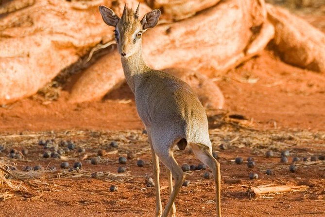 Tsavo East 1 Day Safari, Beach To Beach In 4wd Jeep - Should you book this Tsavo East 1 day safari from Diani?