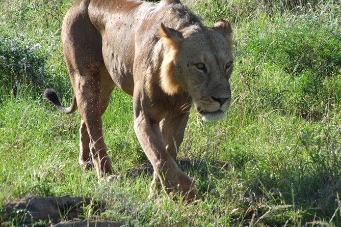 Tsavo East Amboseli and Tsavo West Safari 4 Days starting Malindi - Amboseli National Park, Kilimanjaro views, and Amboseli Serena Lodge