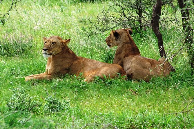 Tsavo East Amboseli and Tsavo West Safari 4 Days starting Malindi - Meals, lodge overnights, and the rhythm that keeps the safari enjoyable