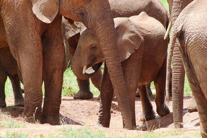 Tsavo East Amboseli and Tsavo West Safari 4 Days starting Malindi - Private group comfort and the service style that matters