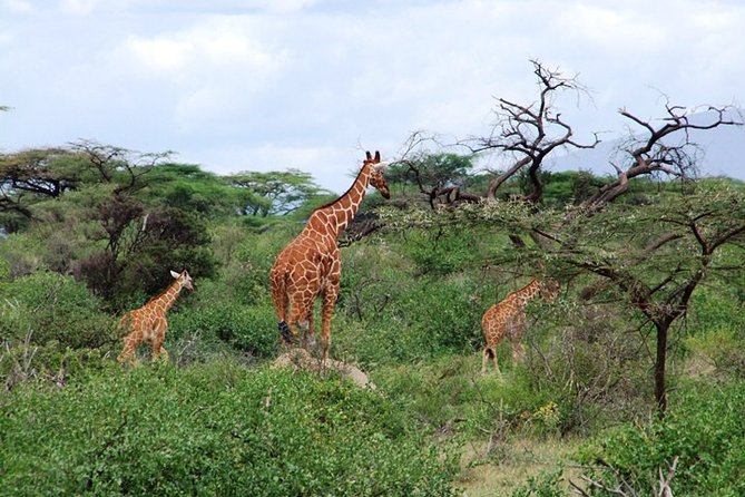 Tsavo East Amboseli and Tsavo West Safari 4 Days starting Malindi - Your final morning in Tsavo West and return to Malindi