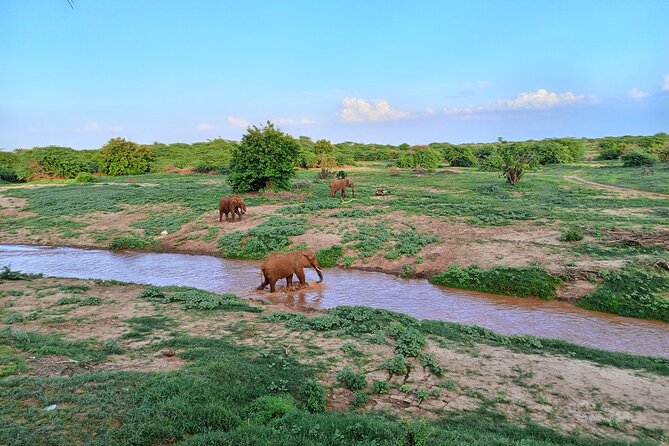 Tsavo East and Ngutuni Sanctuary Safari 3 days from Mombasa - Tsavo East and Ngutuni: A Smart First-Timer Kenya Mix