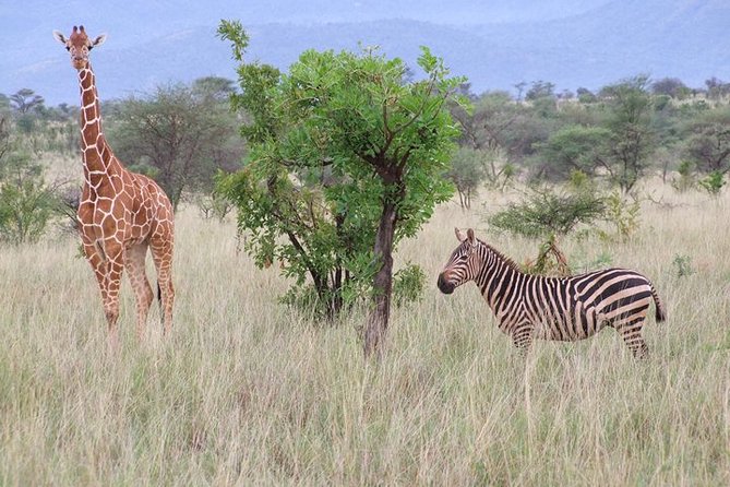 Tsavo East and Ngutuni Sanctuary Safari 3 days from Mombasa - Ngutuni Lodge: Staying Where the Animals Come to You