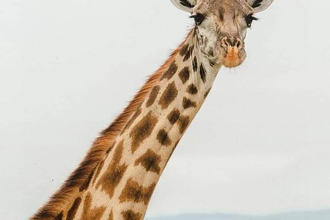 Tsavo East and Ngutuni Sanctuary Safari 3 days from Mombasa - Price and Logistics: Does $1,370 Per Person Feel Fair?