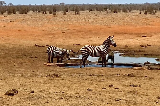 Tsavo East and Ngutuni Sanctuary Safari 3 days from Mombasa - Who This Safari Suits Best, and Who Might Want a Different Plan