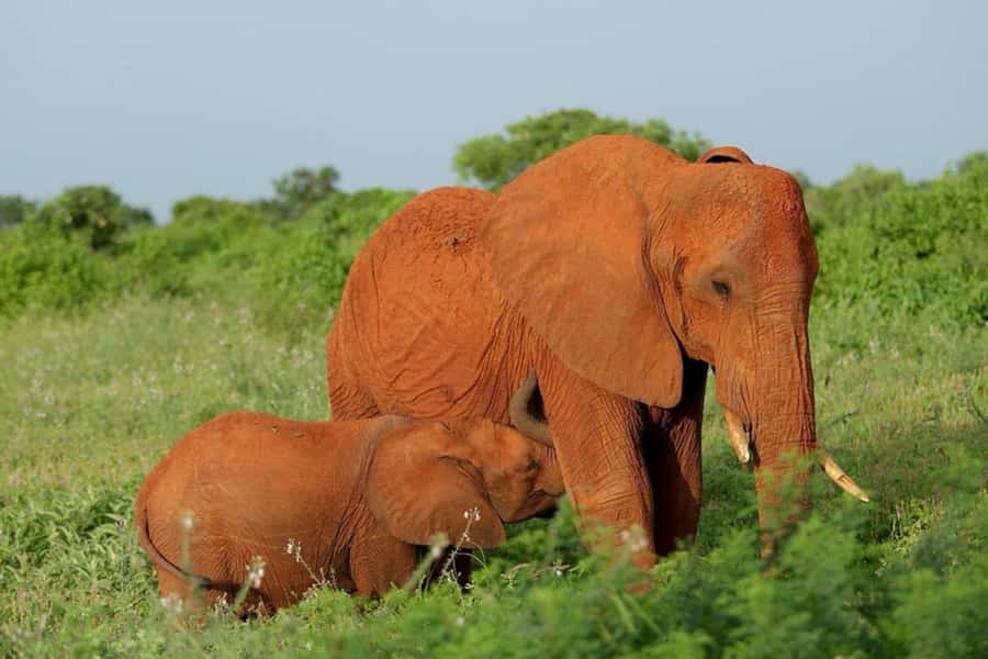 Tsavo East and Tsavo West Sanctuary Safari - Ngutuni Safari Lodge and its waterhole balcony rhythm