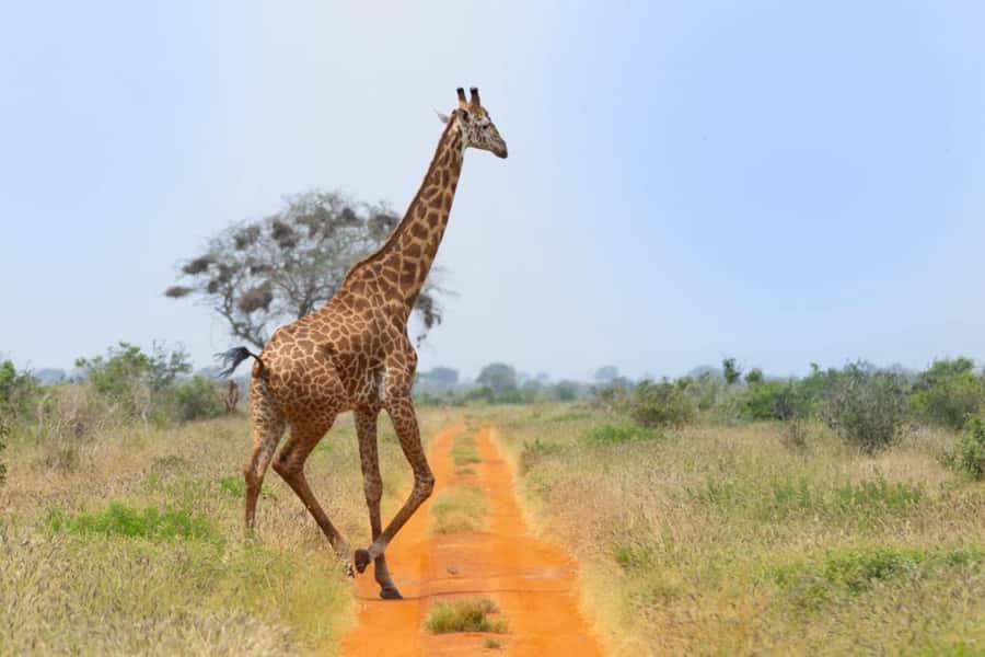 Tsavo East and Tsavo West Sanctuary Safari - Ngutuni sanctuary morning: early sightings and grazing time