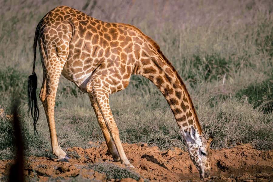 Tsavo East and Tsavo West Sanctuary Safari - The safari van, pop-up roof, and why included game drives matter