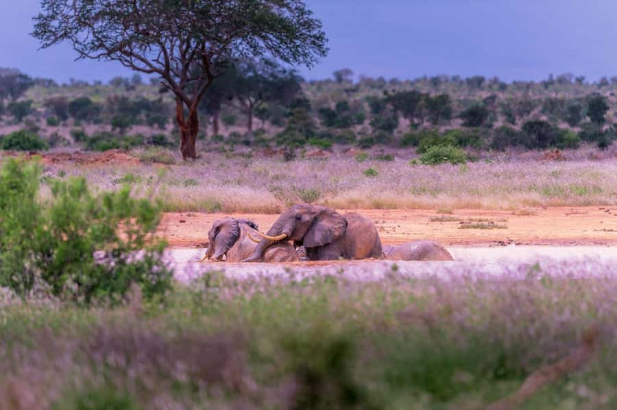 Tsavo East and Tsavo West Sanctuary Safari - Who this safari is best for (and who should adjust expectations)
