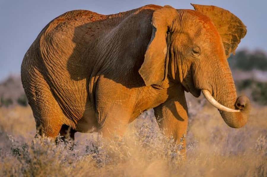 Tsavo East and Tsavo West Sanctuary Safari - Guides and that small human difference