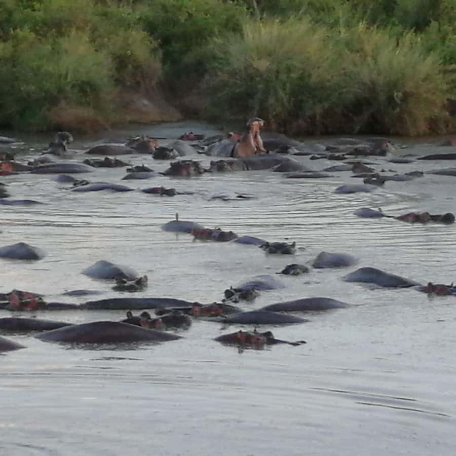 Tsavo East and Tsavo West Sanctuary Safari - Daytime game drive in Tsavo East: more than a single search