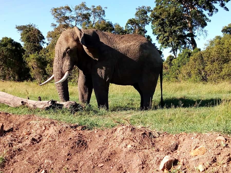 Tsavo East National Park: 2-Day Tour from Mombasa - Day 2: Early Breakfast, Morning Drive, Then Back to Mombasa