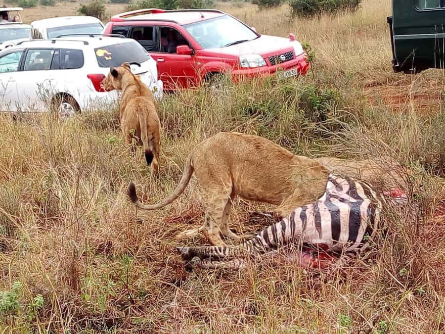 Tsavo East National Park: 2-Day Tour from Mombasa - Guides and Timing: Where the Day Can Shine or Slip