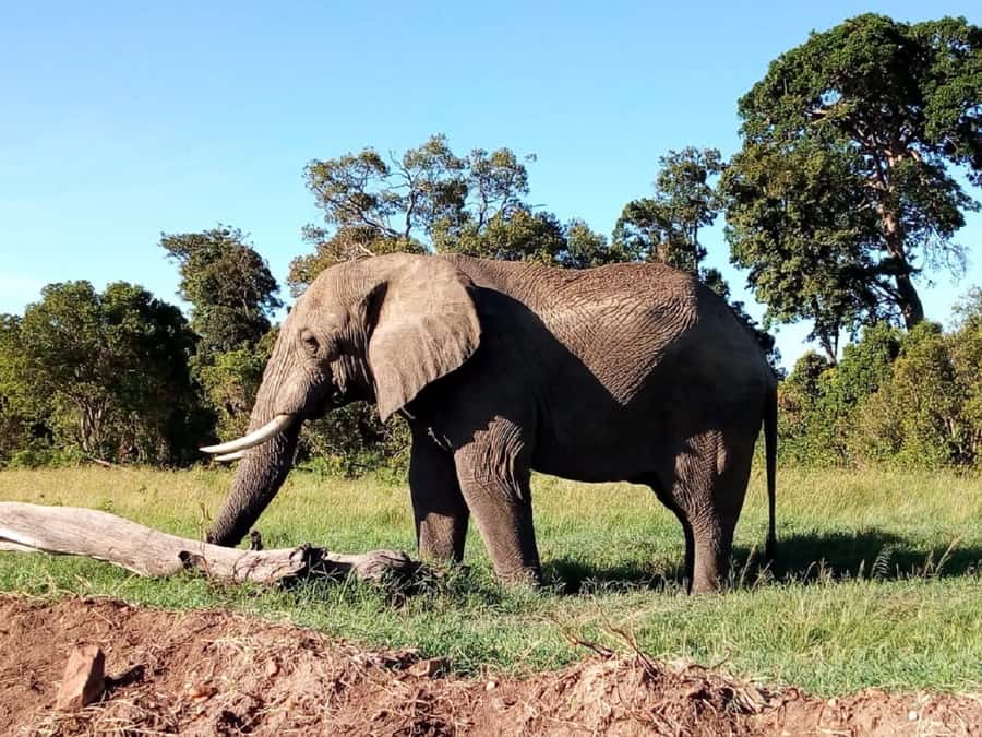 Tsavo East National Park: 2-Day Tour from Mombasa - What You’re Paying $480 For, and Is It Good Value?