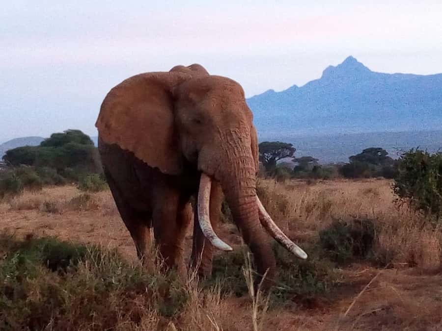 Tsavo East National Park: 2-Day Tour from Mombasa - Day 1: Mombasa Pickup, En Route Wildlife, and Lunch at Voi